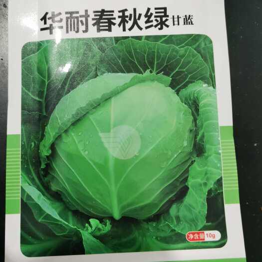 华耐春秋绿球甘蓝种子春季绿球甘蓝