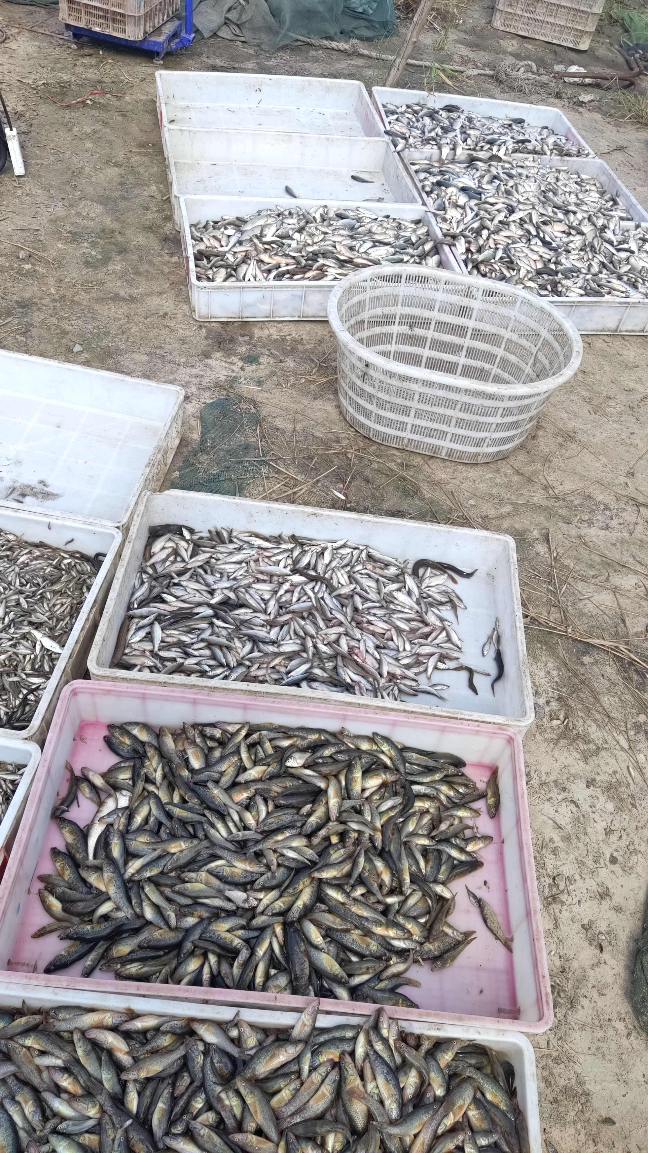 老頭魚黑龍江安康魚 大中小號老頭魚 冷凍老頭魚