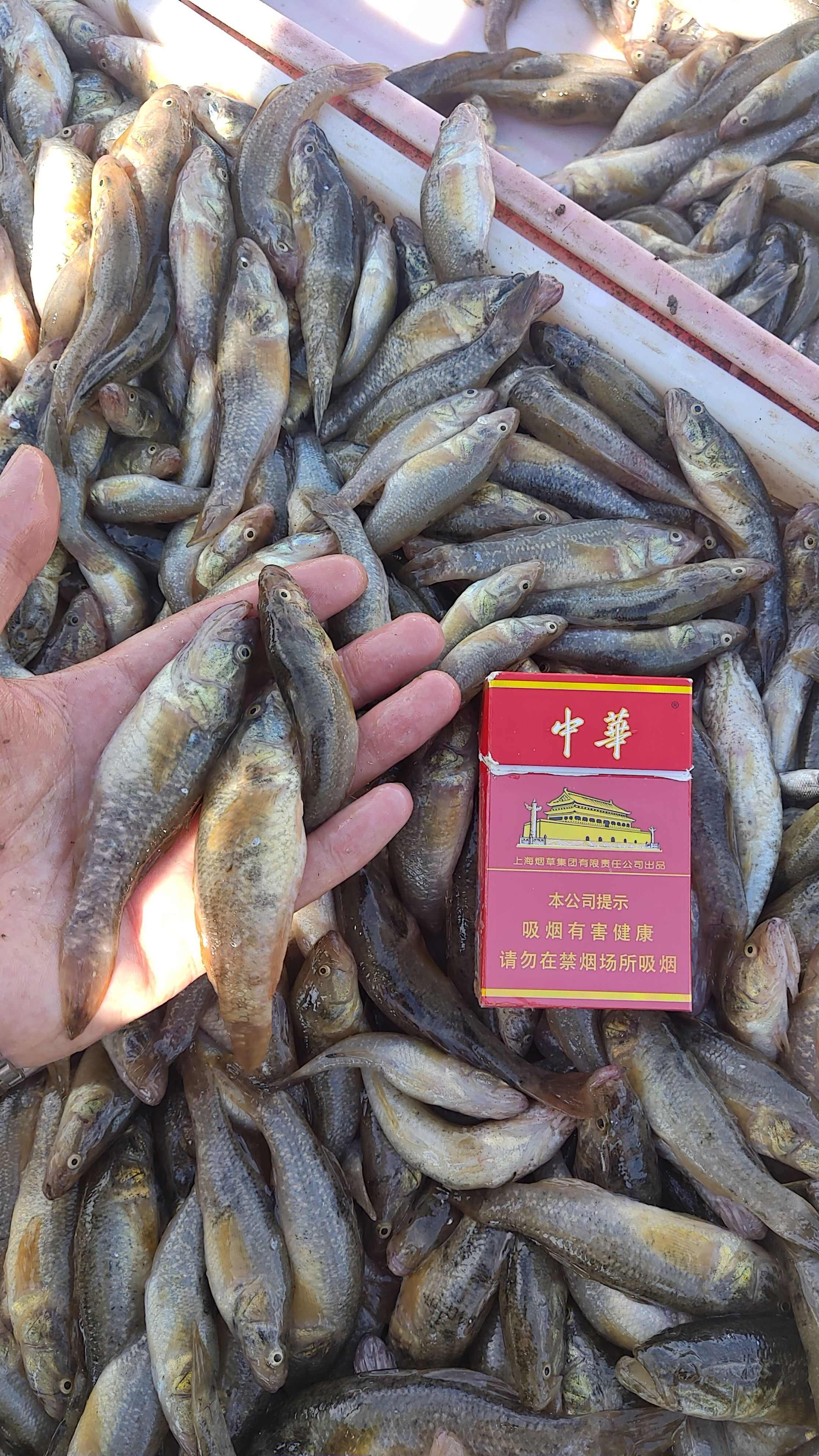 老頭魚黑龍江安康魚 大中小號老頭魚 冷凍老頭魚