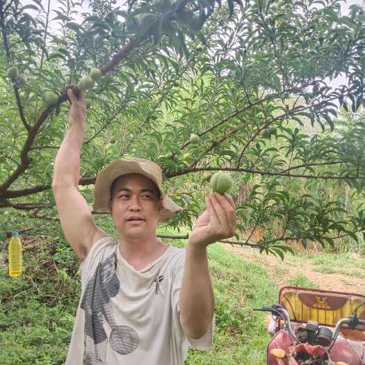 罗甸县蜂糖李