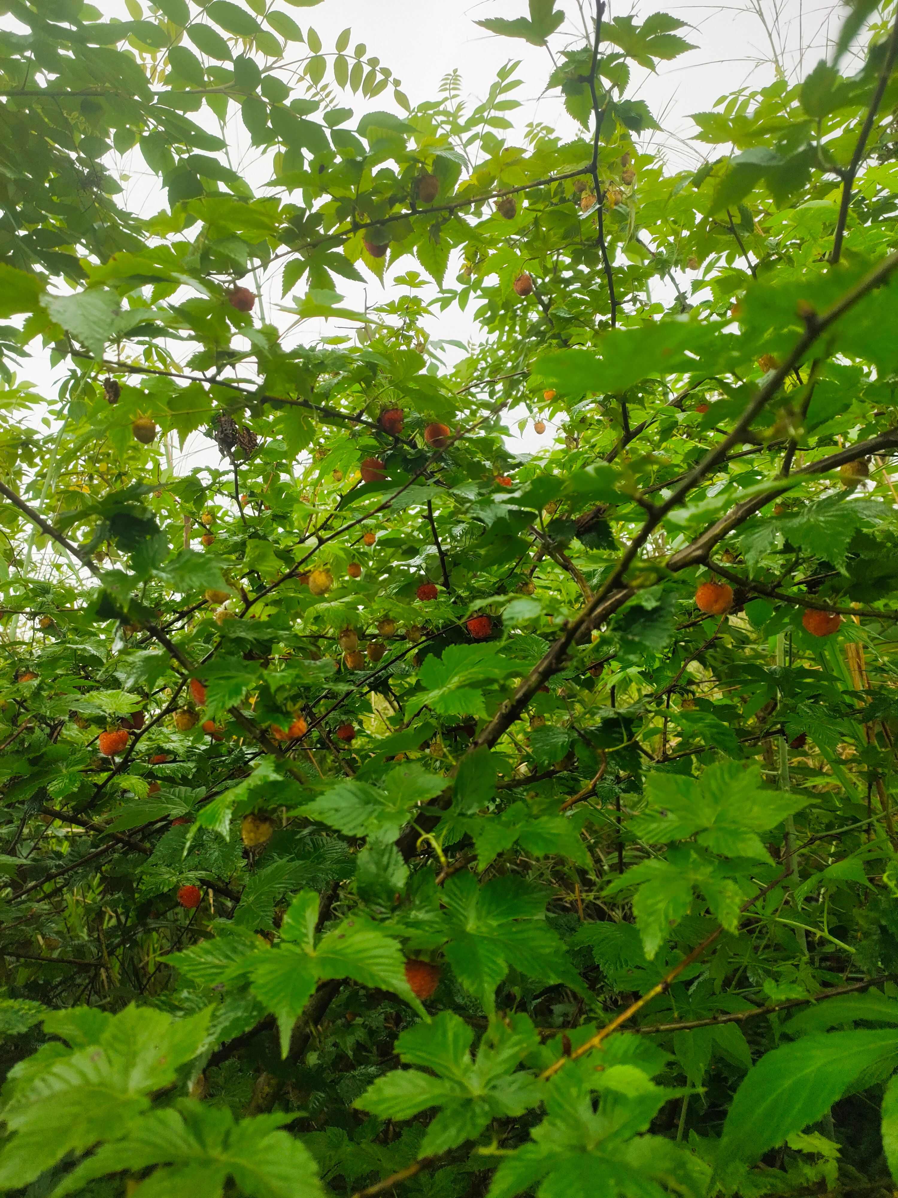 大果掌葉覆盆子苗基地直銷(xiāo)