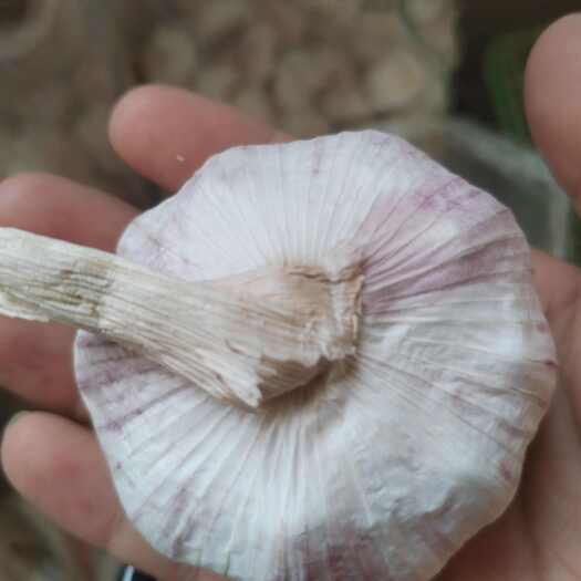 山东大蒜干蒜大量上市对接全国可视频看货。