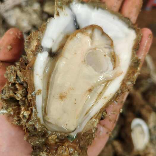 北海广西北海本地蚝