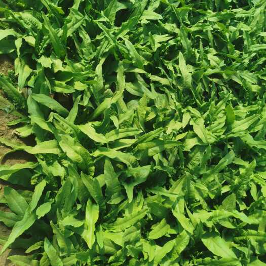 大同油麦菜