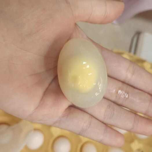 新兴县无种鸽子蛋，大量批发零售
