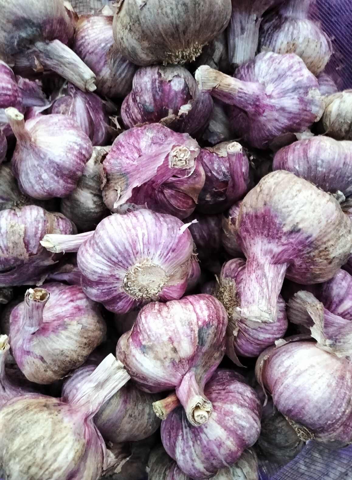 云南弥渡紫皮蒜 可以做种蒜
小蒜已售完请勿下单。