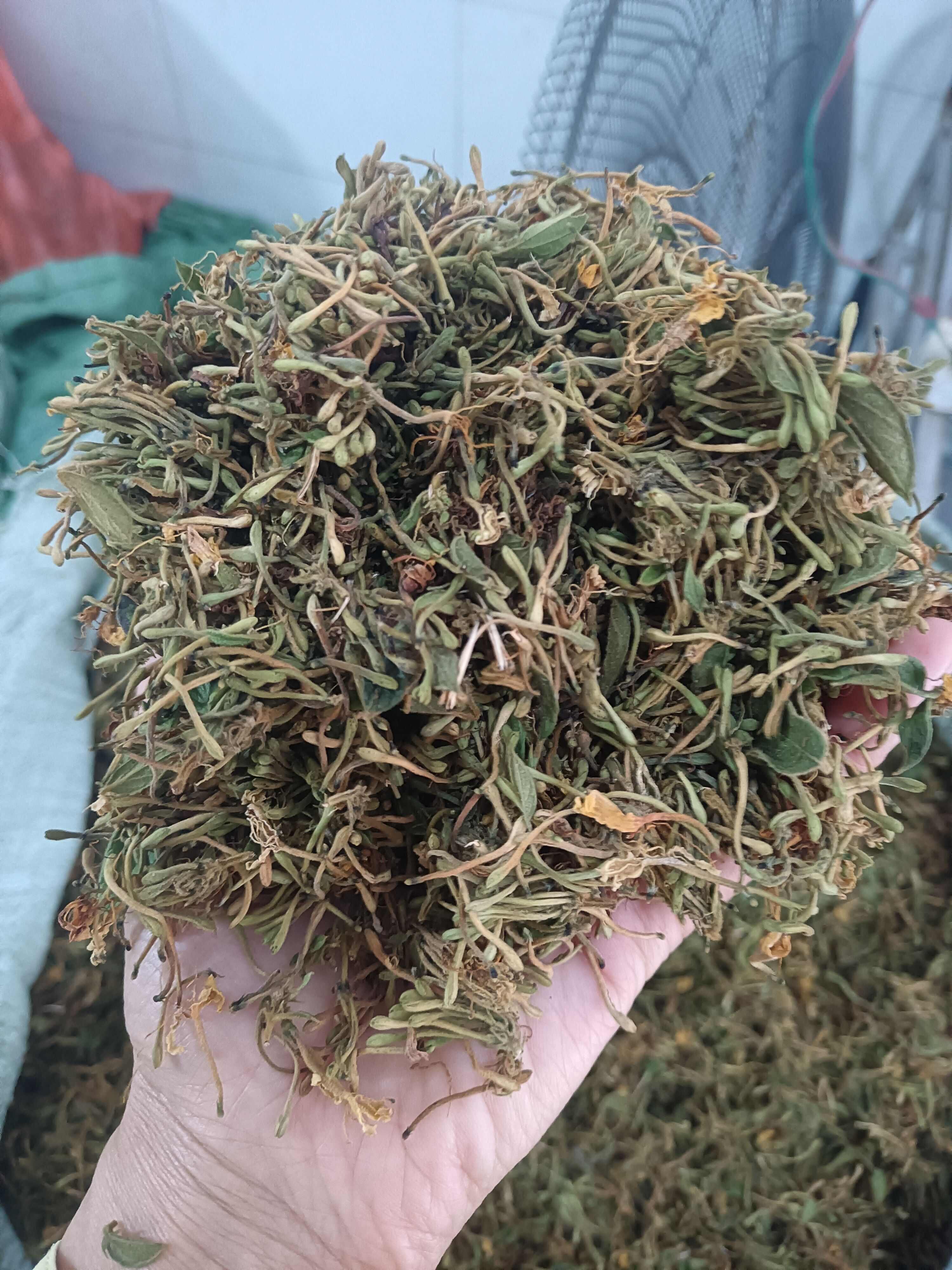 金银花茶与金银花统货