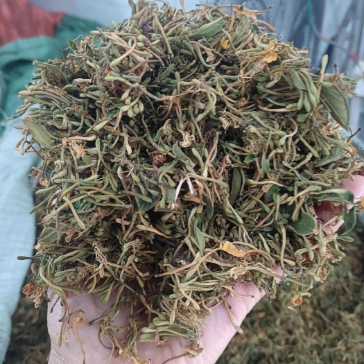 金银花茶与金银花统货