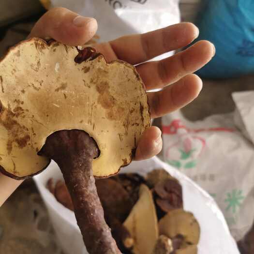 宜都市灵芝菌，纯干，选货