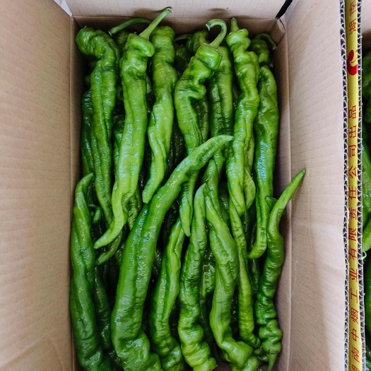 定边县牛角椒    螺丝椒