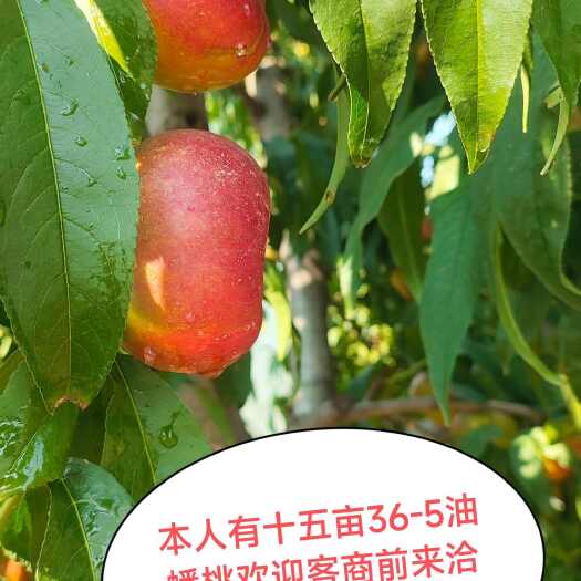 大荔县油蟠桃