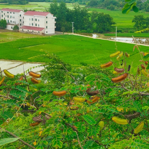 乐平市原产地直发物美价廉云实种子欢迎大家来选购