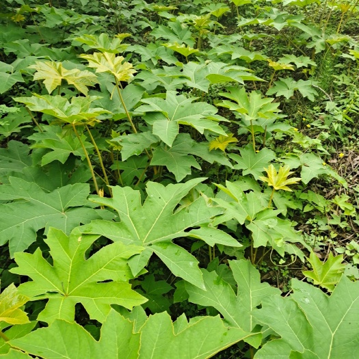 峨边县通草苗 通草种苗 大通草苗 大通草种苗 通心草苗 通心草种