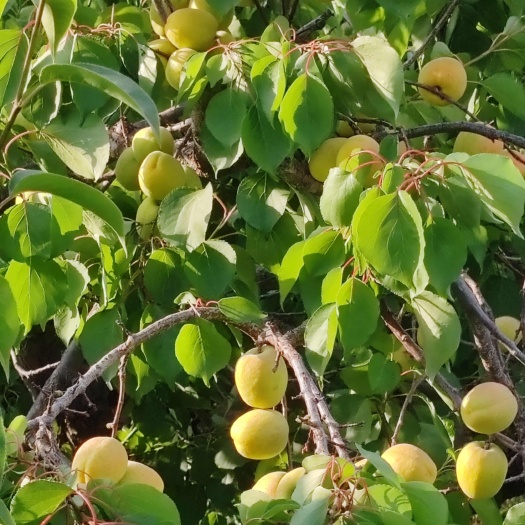  凯特杏
