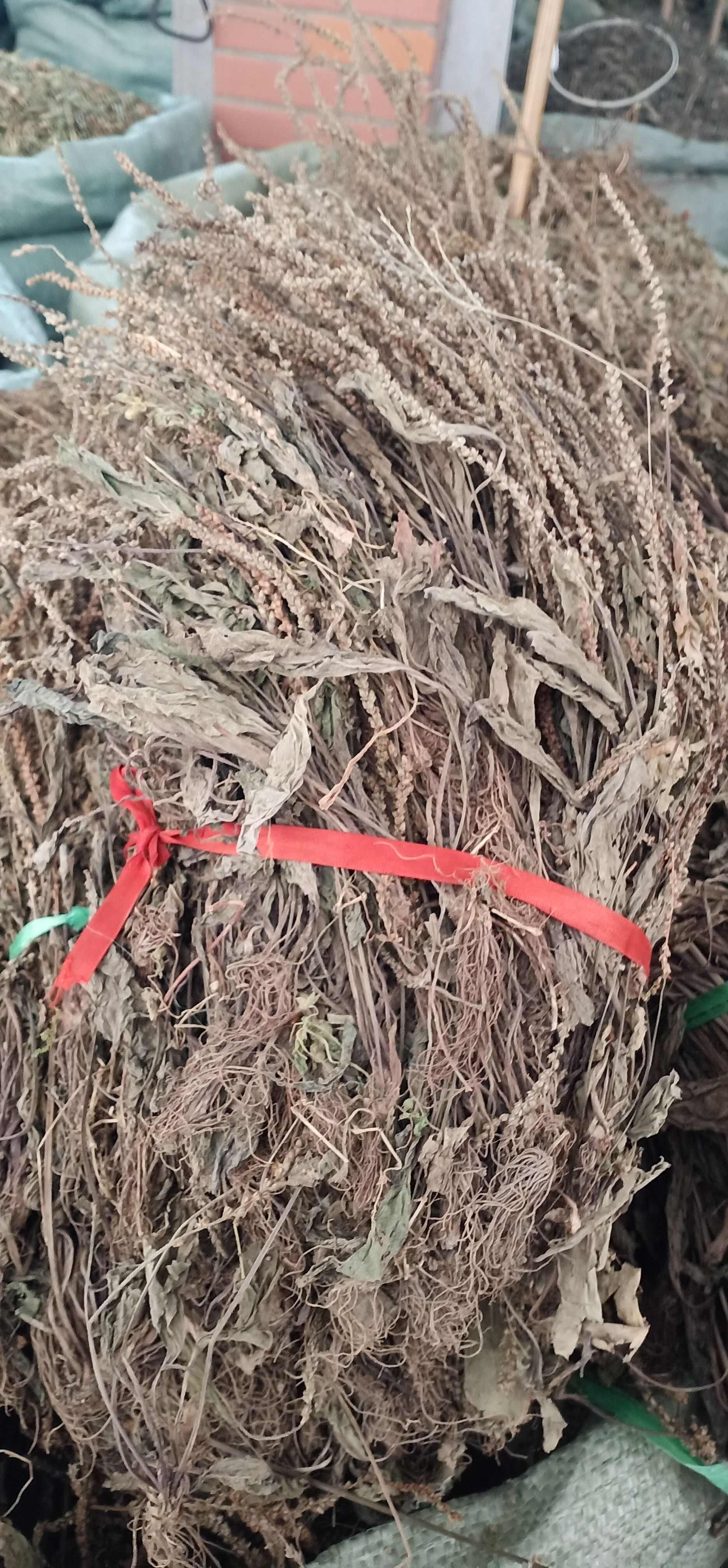 车前草