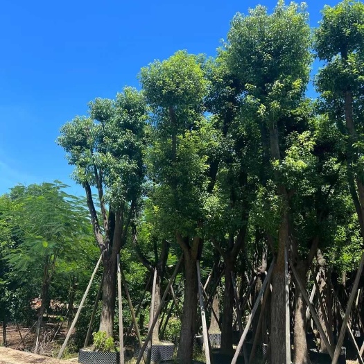 普宁市基地直销，大骨架25-28-30分香樟移植苗，量大从优！