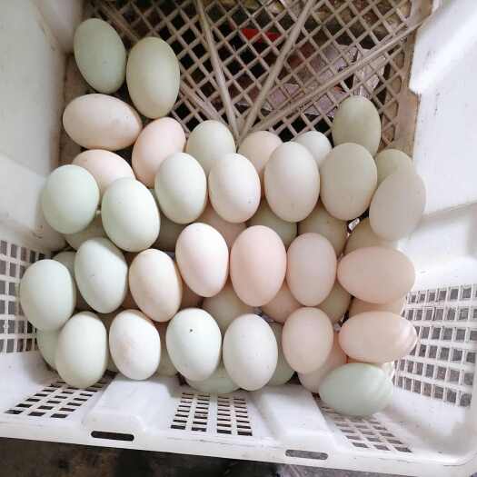 衡南县田间散养麻鸭鸭蛋