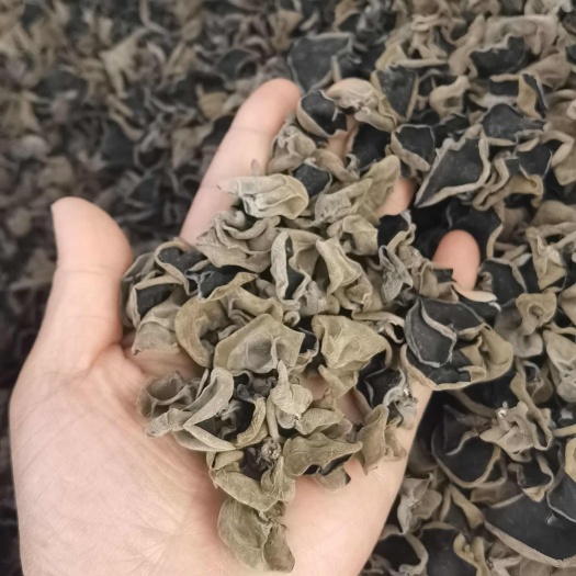 精品黑厚大地黑木耳,原货2024新货,可供电商,批发商。