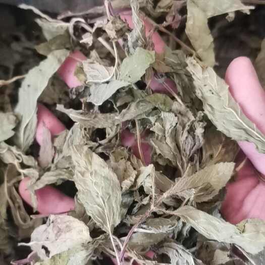 亳州薄荷 薄荷干 薄荷段 整颗切段薄荷梗 青薄荷