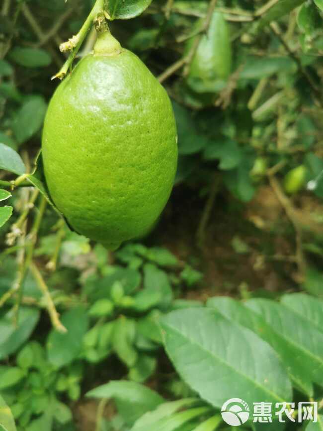 香水柠檬