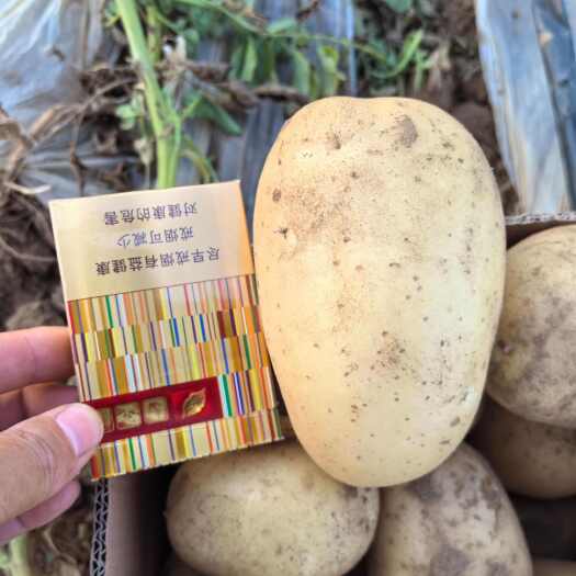 灵寿县沃土一号土豆，自己种植