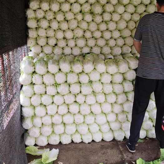 张北县玲珑黄456大白菜