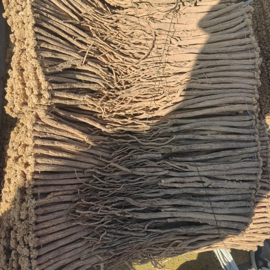 白条党参