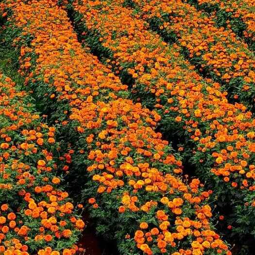 禄劝县场地直发量大从优一百亩万寿菊基地