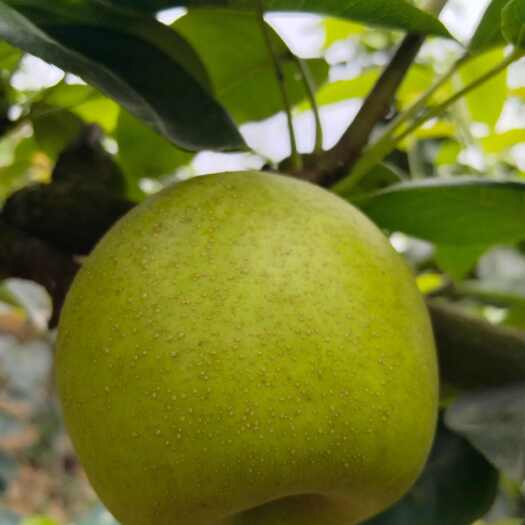 德阳翠冠梨