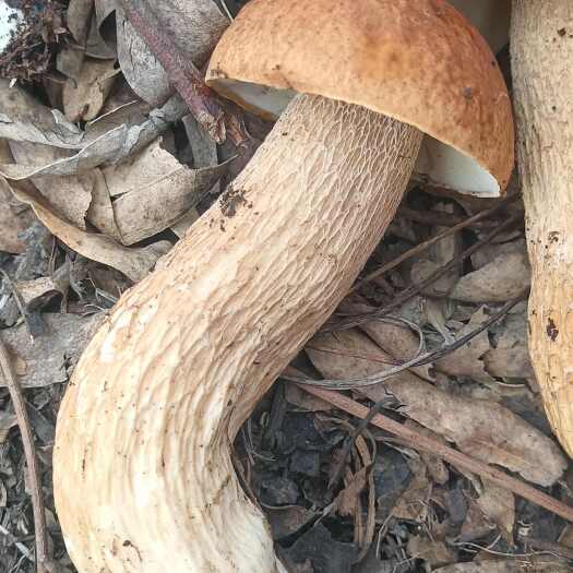 临沧美味牛肝菌