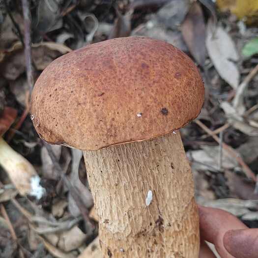  美味牛肝菌