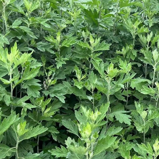 大量艾草，纯绿色，纯干艾草叶，艾草干株，艾草苗