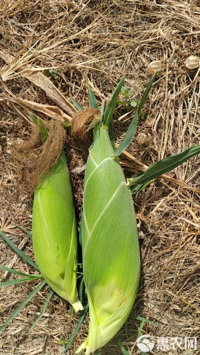 湖北水果玉米太阳花系列。精品。满头无缺米。无虫。大量上市需要