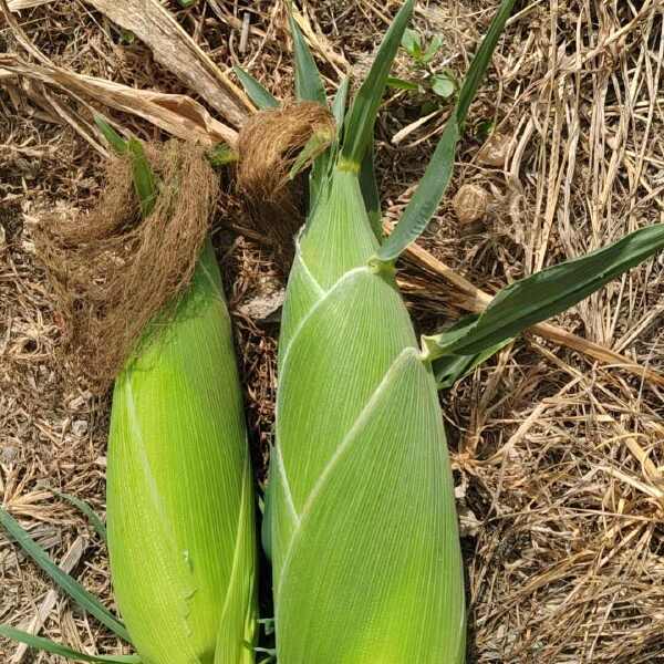 湖北水果玉米太阳花系列。精品。满头无缺米。无虫。大量上市需要