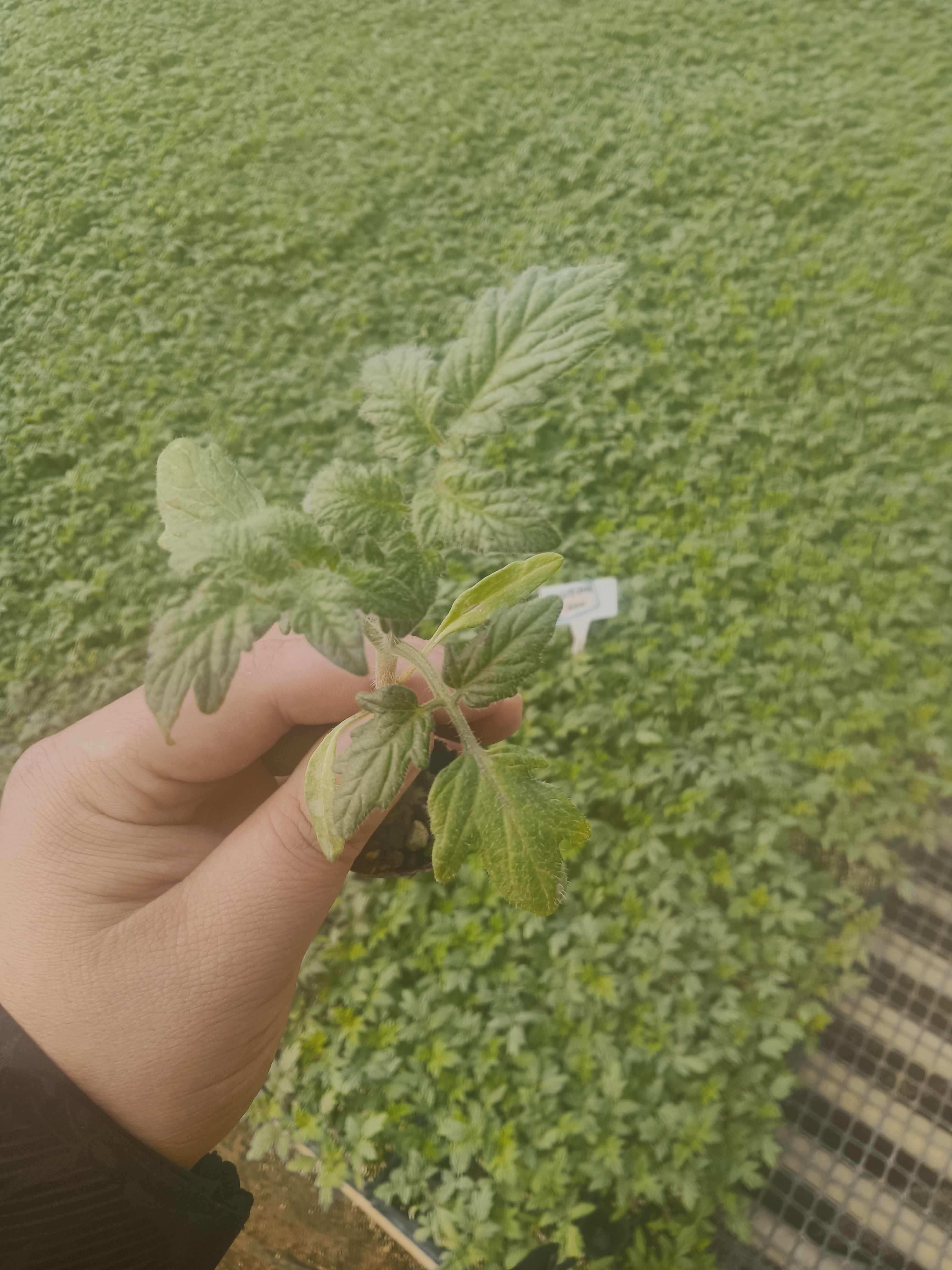 草莓番茄苗子口感番茄苗子抗病性好口感好风味佳儿时味道风味