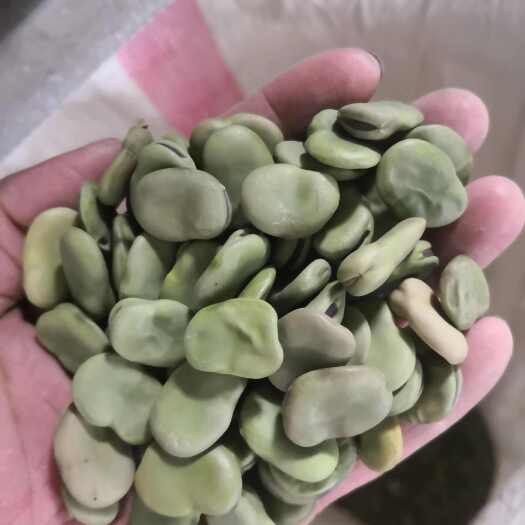河南商丘虞城县特产干蚕豆 精选无虫 绿色产品