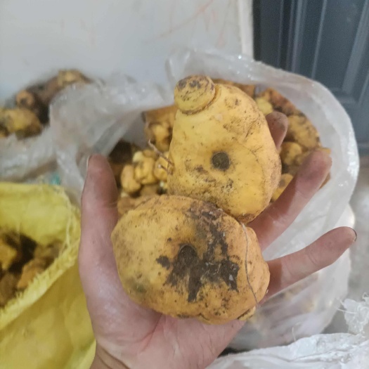 镇雄县黄精