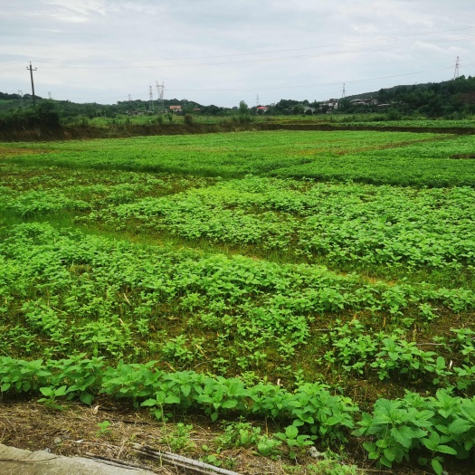 耒阳市村集土地。旱地。山地。出租流转