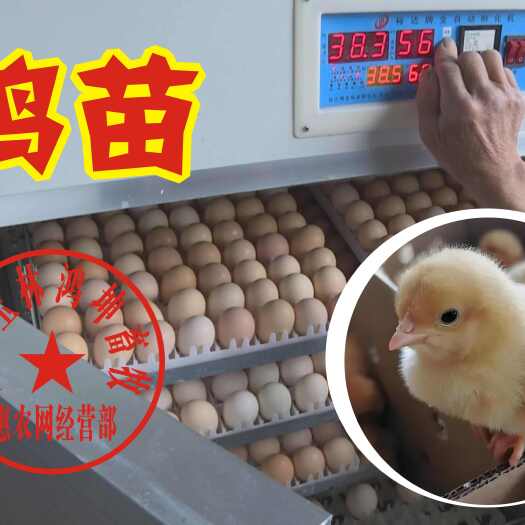 玉林日产数万只，三黄鸡苗，土鸡苗。