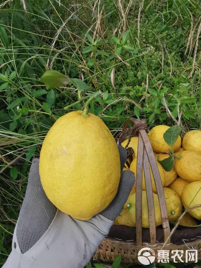 产地直供四川安岳黄柠檬新鲜整箱当季水果精选皮薄甜多汁柠檬