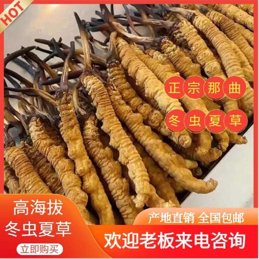 【那曲虫草】 冬虫夏草 精品包装 产地直发 全国包邮