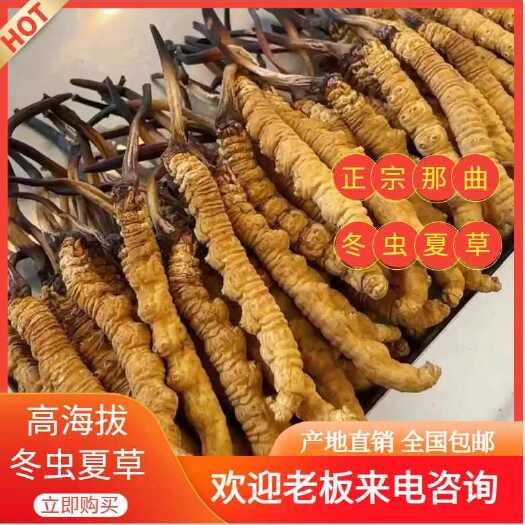 比如县【那曲虫草】 冬虫夏草 精品包装 产地直发 全国包邮