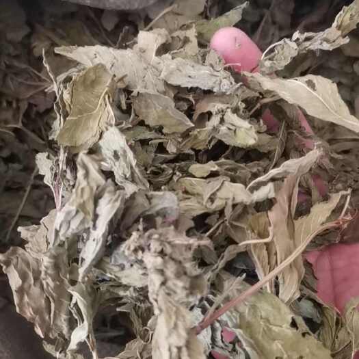 亳州薄荷 青薄荷干 无硫薄荷【假一赔十】