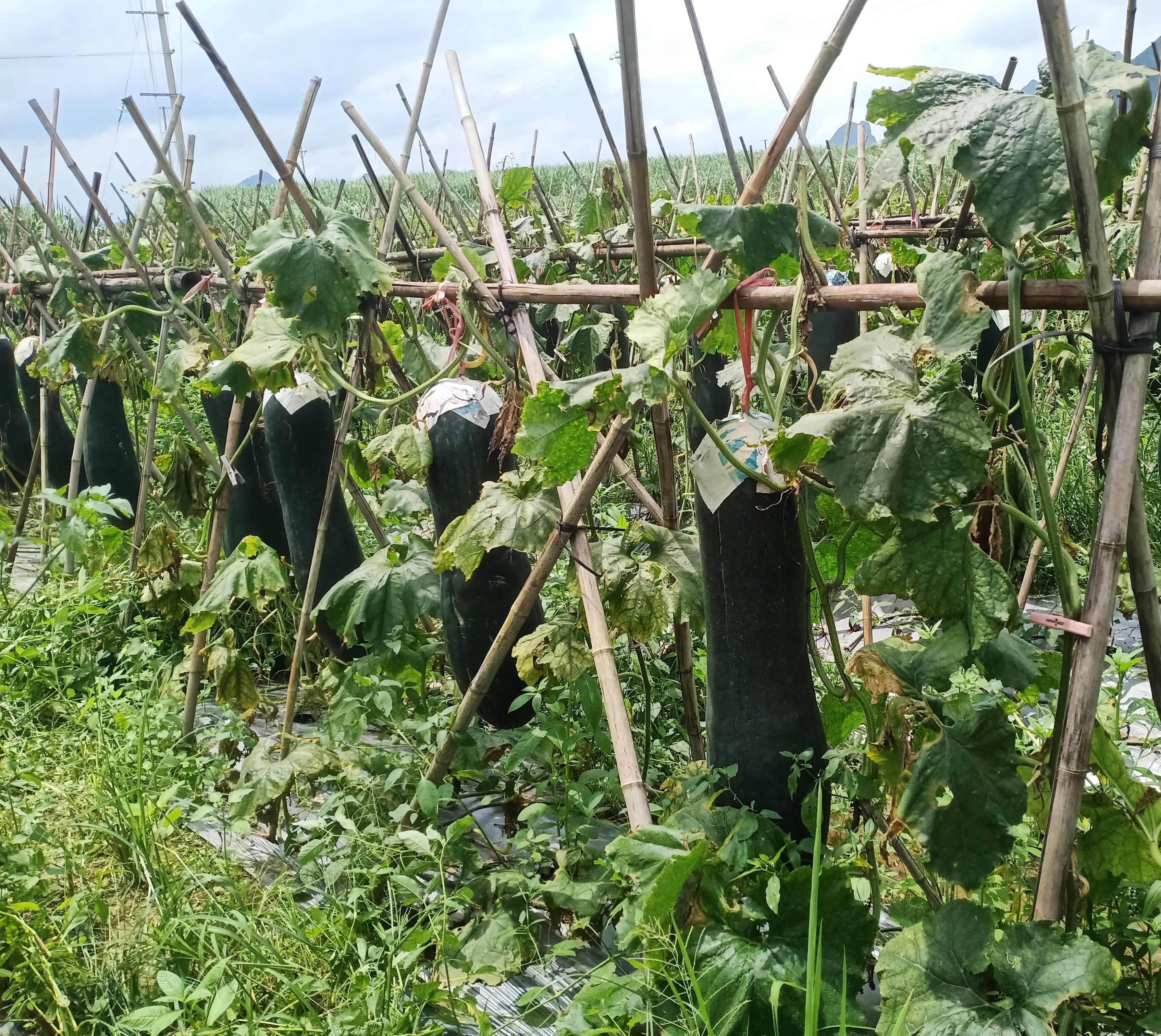 肉质厚无空心、个头大、品相好