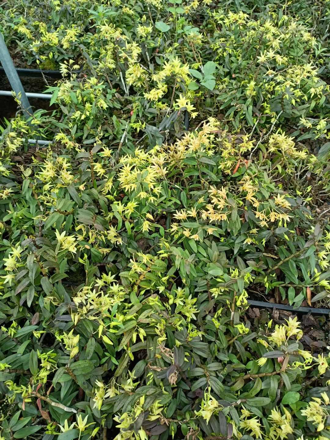 霍山铁皮石斛花 石斛花
