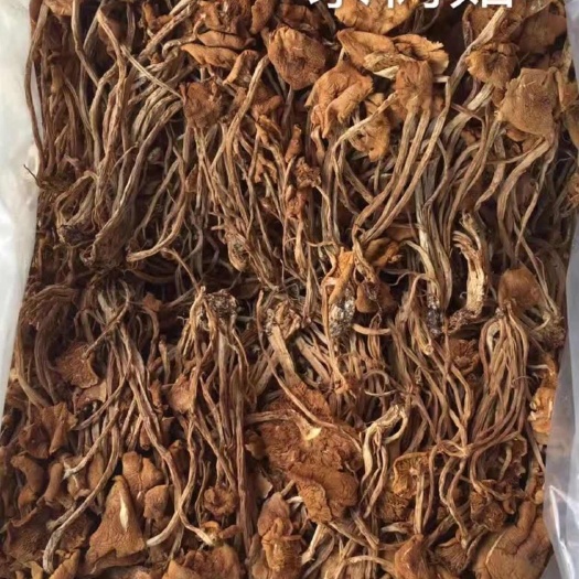 古田无硫干茶树菇，茶树菇