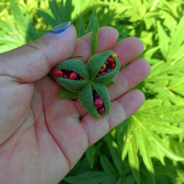 第三代川赤芍籽马上产新，颗粒饱满，产量高，农户一首货源