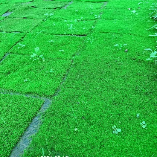 成都青苔  苔藓