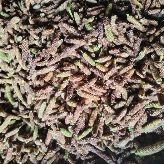 旺苍县石菖蒲种子，大叶宽叶红星石菖蒲