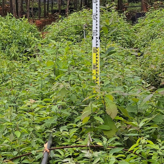 昆明荒山造林苗